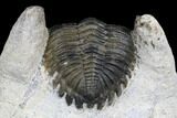 Bargain, Hollardops Trilobite - Visible Eye Facets #178824-3